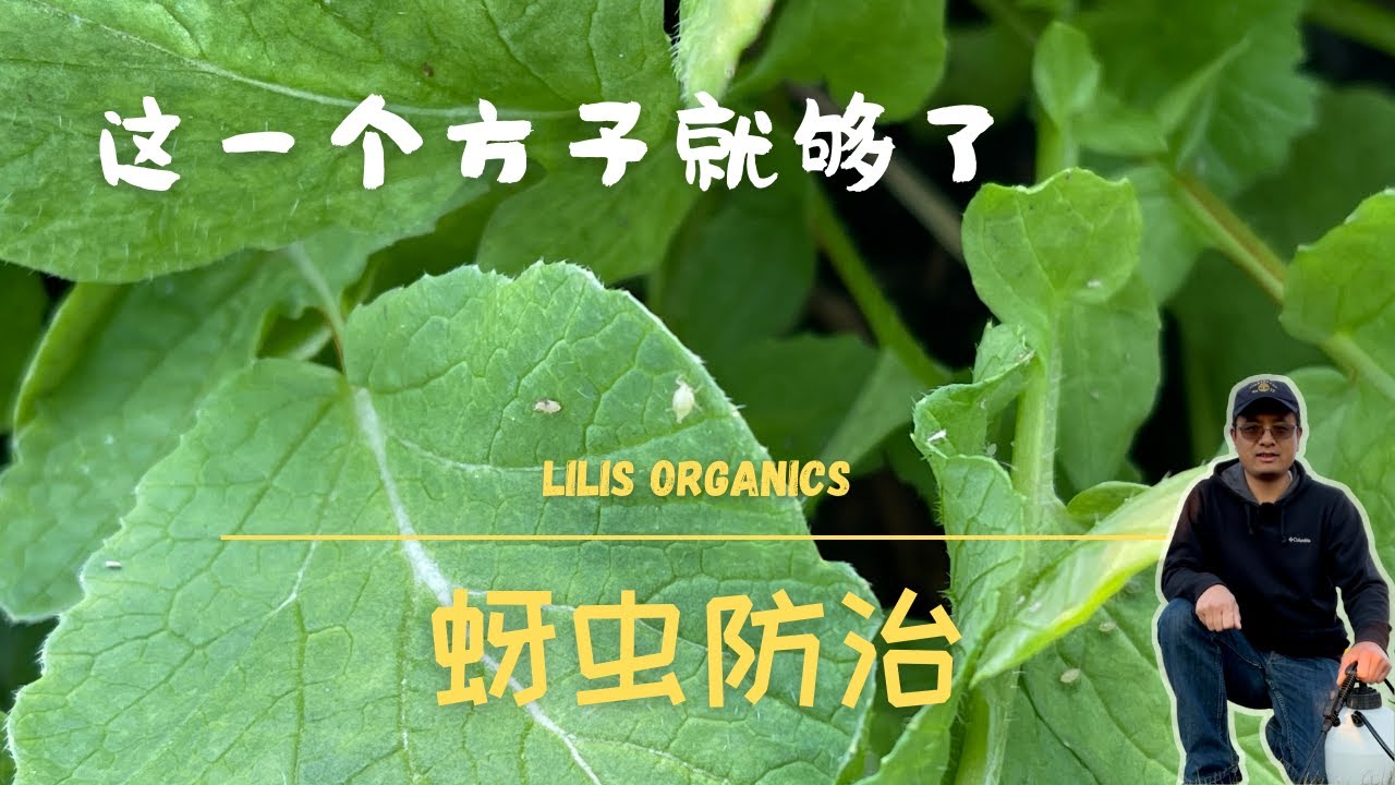 蚜虫防治，这一个方子就够了，高效有机安全，别再用土方法了 | Aphid Control