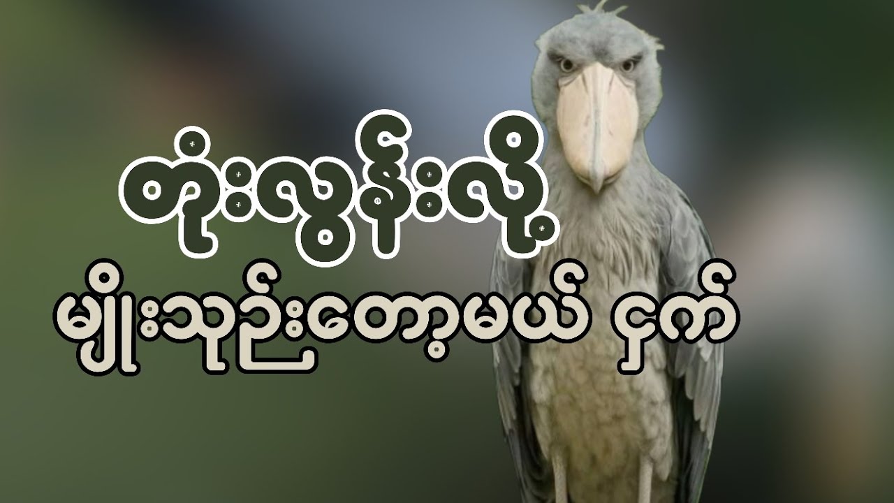 ကမ္ဘာ့အတုံးဆုံးငှက် 🥹 #animals #shoebill #story #lifestory #animals #wildlife 