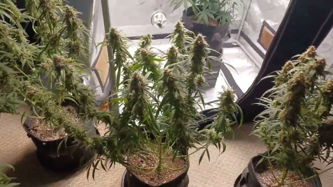 Ethos Pineapple Runtz Autoflower. Day 79,HARVEST DAY!!!!😁 closest to the CURED weight,wins a seed✌️