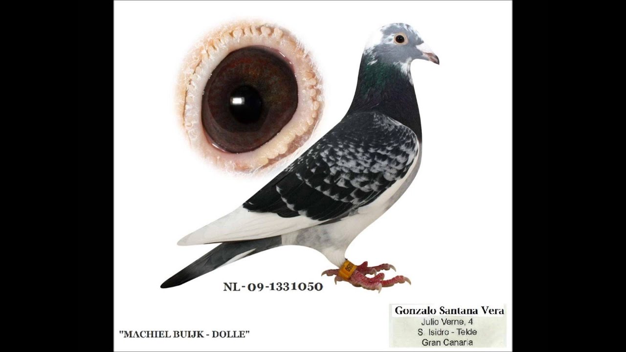 Palomas mensajeras en canarias - algunas de mis palomas reproductoras.