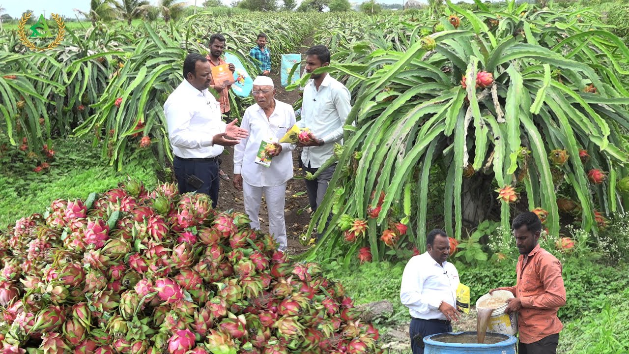 Dragon fruit farming with prathibha biotech fertilizers - Baramati-Pune | Annapurna agri space