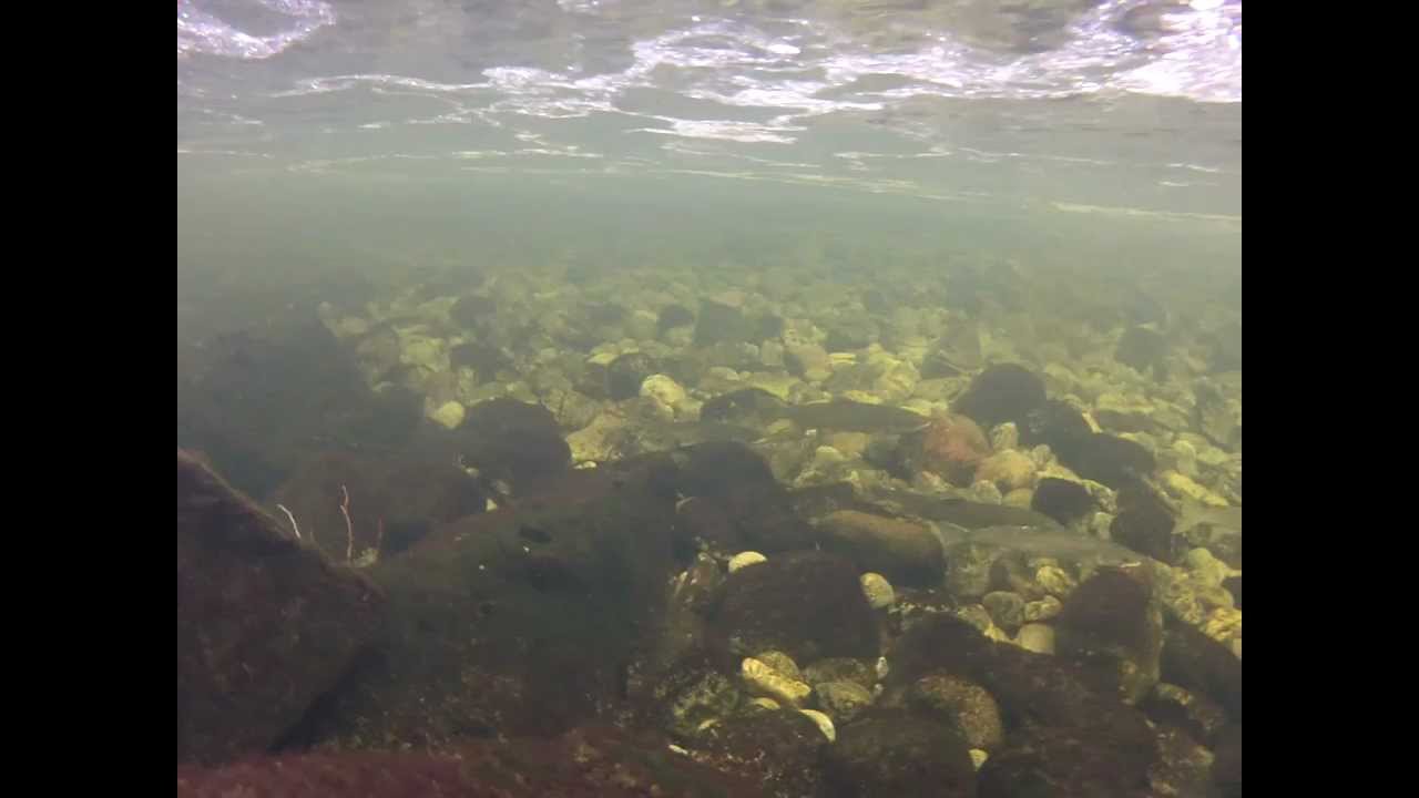 Laks i Dirdalselva