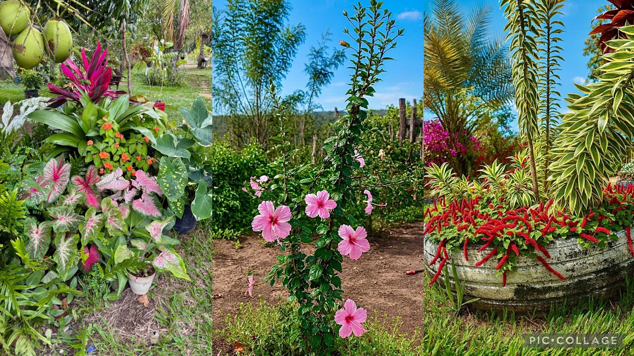 Ganhei Plantas e Meu Jardim Ficou Ainda Mais Lindo 🪴