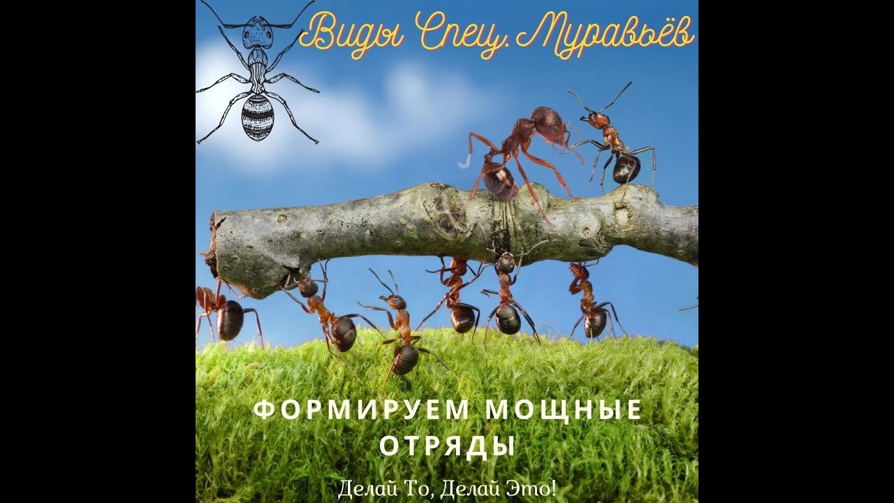 Виды Спец.Муравьёв Делай Мощные Отряды в игре The Ants или Муравьи