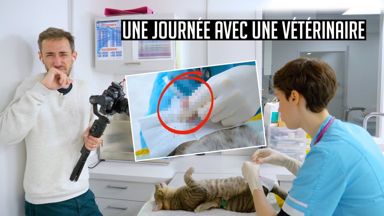 UNE JOURNÉE AVEC UNE VÉTÉRINAIRE (découverte métier)