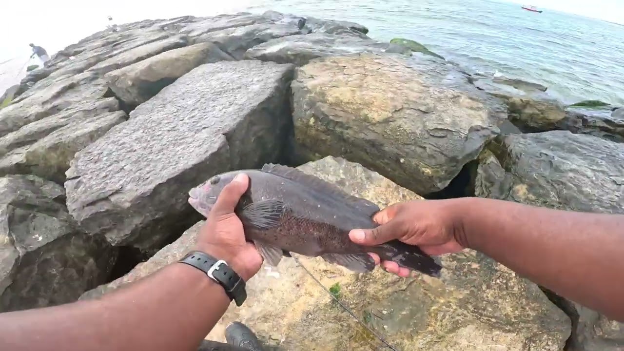 Targeting Blackfish (Tautog/Tog) From Off The Jetty