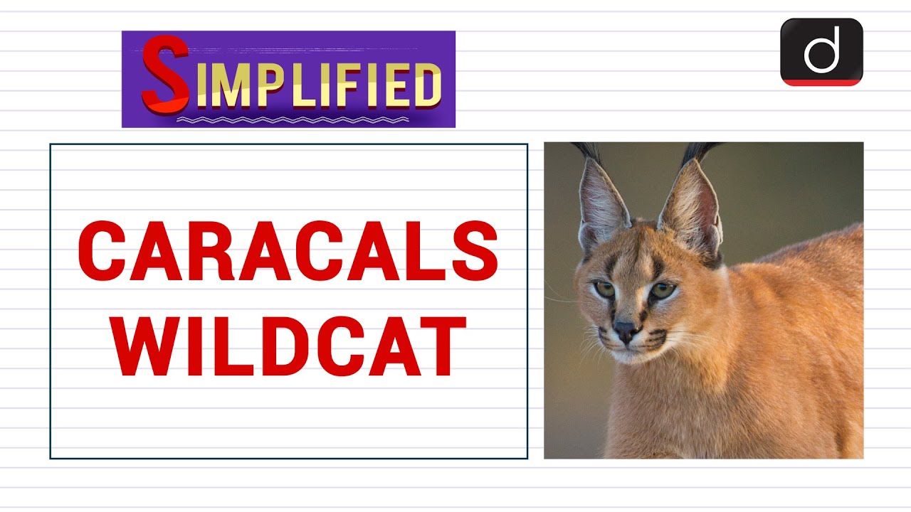 Caracals: Wildcat: Simplified