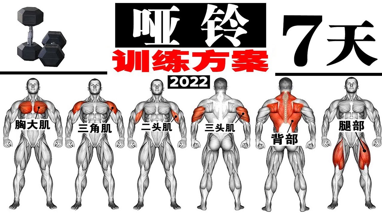 全身哑铃7天训练方案，适合所有人丨7 Day Full Body Dumbbell Training Program for Everyone