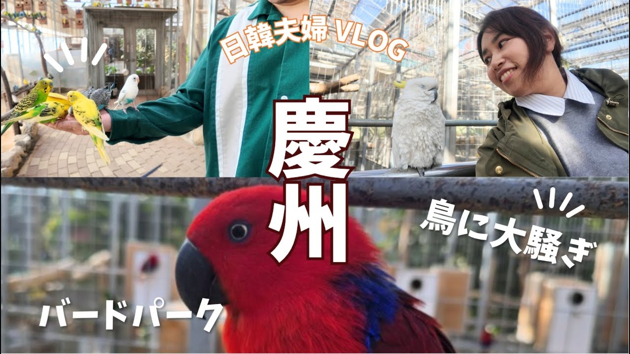 【日韓夫婦Vlog】想像以上に鳥が近いバードパークだった｜大騒ぎしながらも楽しんだ|慶州(경주)