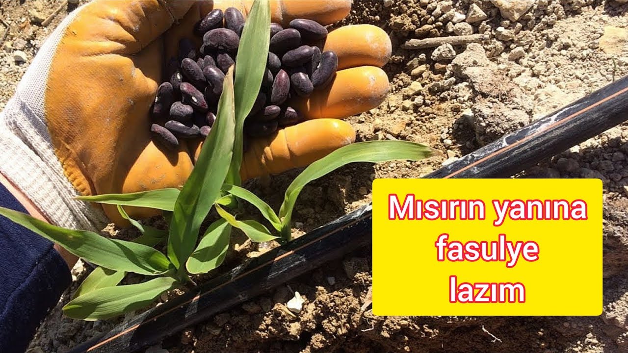 Bu İkiliyi Tarlanızda Mutlaka Uygulayın Etkiyi Görün