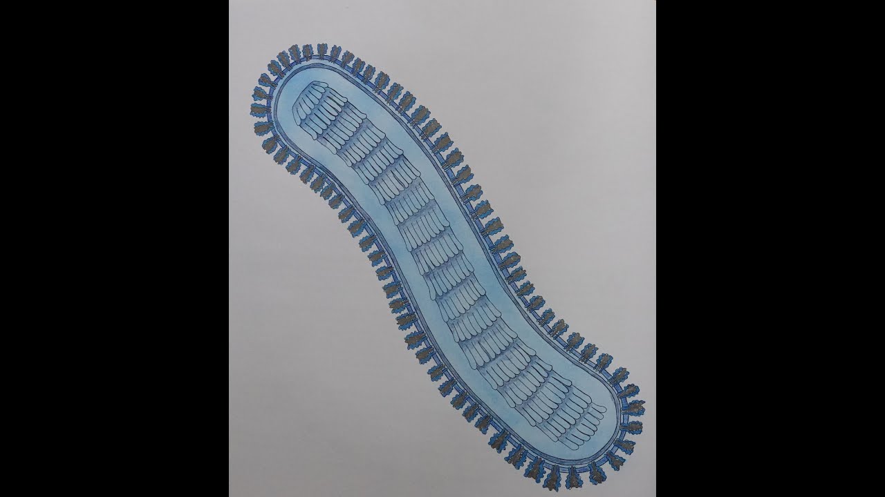 Adult Colouring Tutorial Blue Spikey Virus - from Microscopic Marvels by Jennifer Delaney