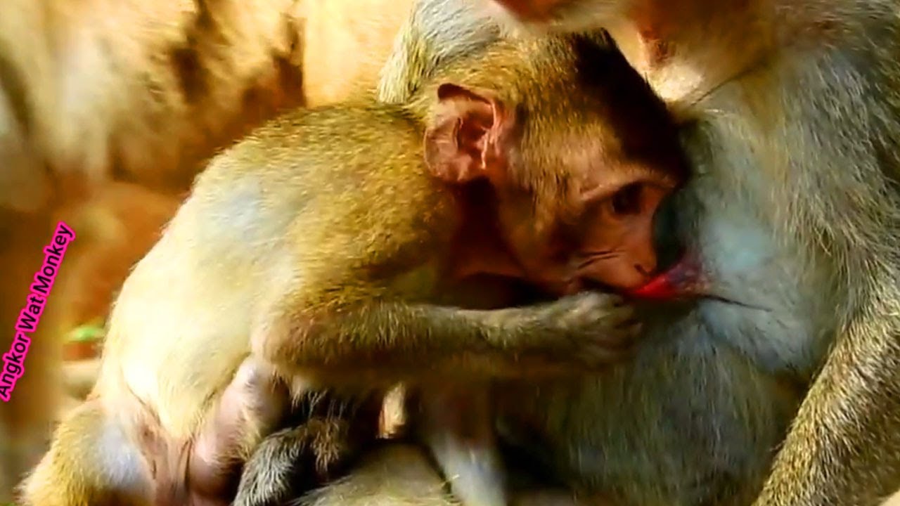 Poor little baby monkey Janna trying to request mom milk