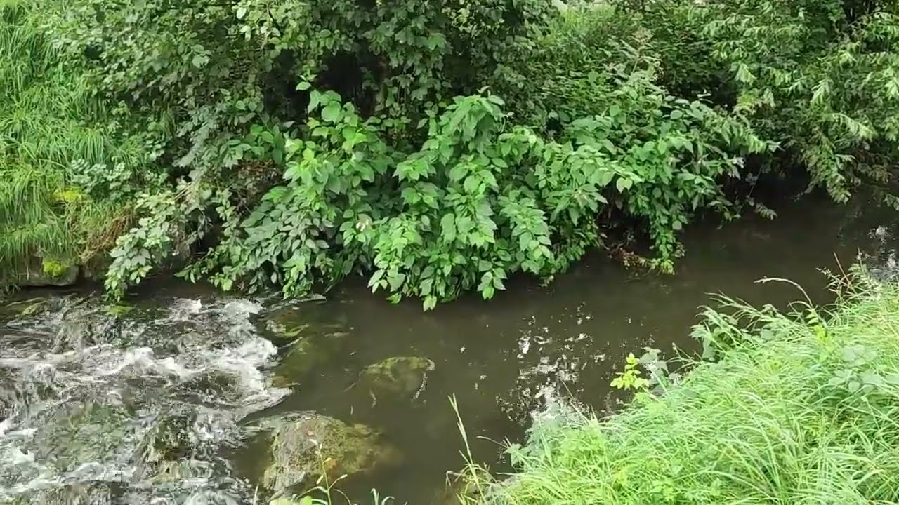 ПРИРОДА/ШУМ ВОДЫ/УТКИ/Август 2023