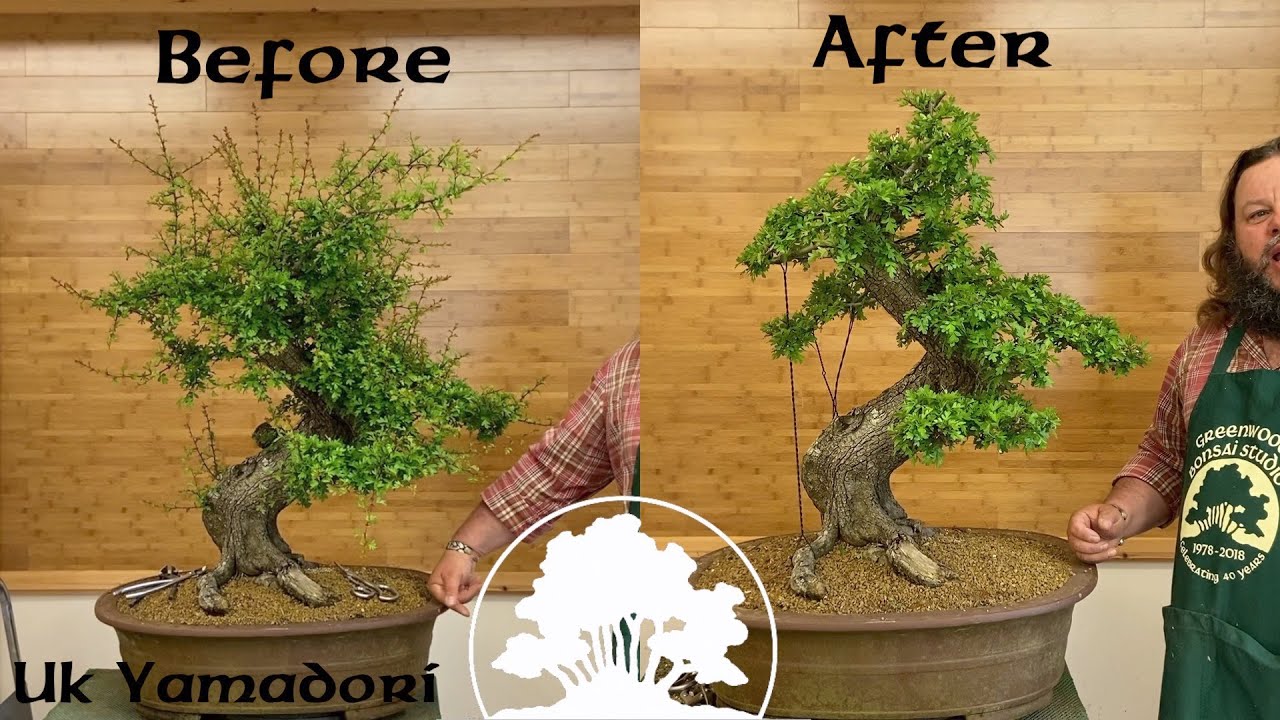 Hawthorn Restyle (Uk Yamadori) - Greenwood Bonsai