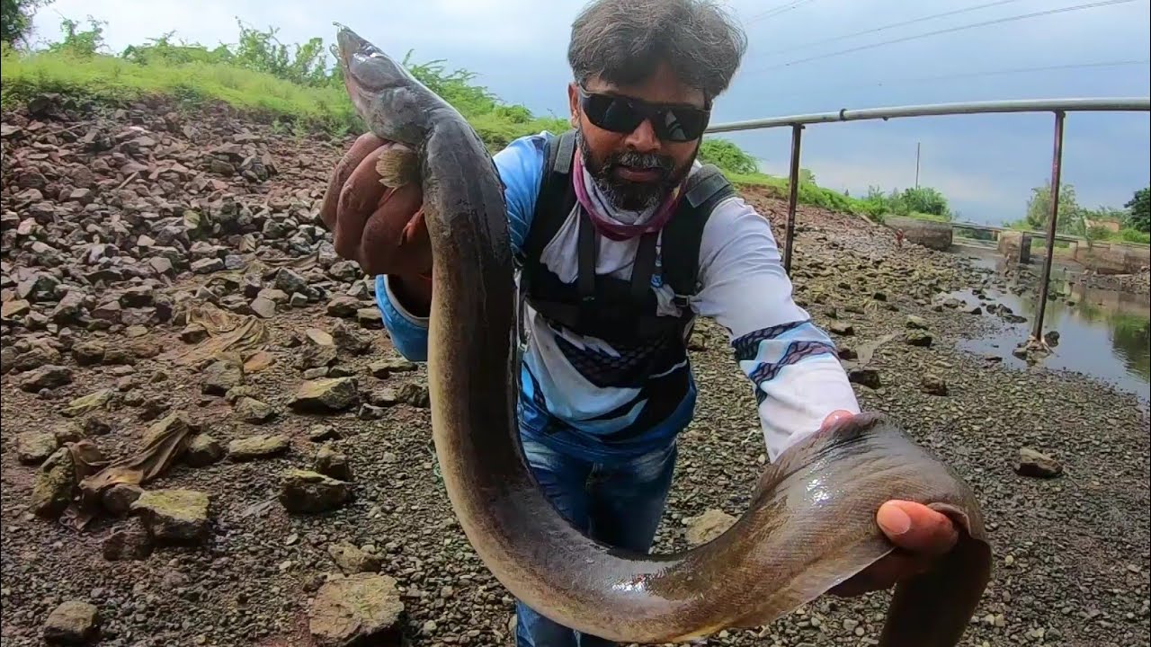 AMAZING FISHING TECHNIQUE, CATCHING LOTS OF EELS,CATCHING MANY FISHES