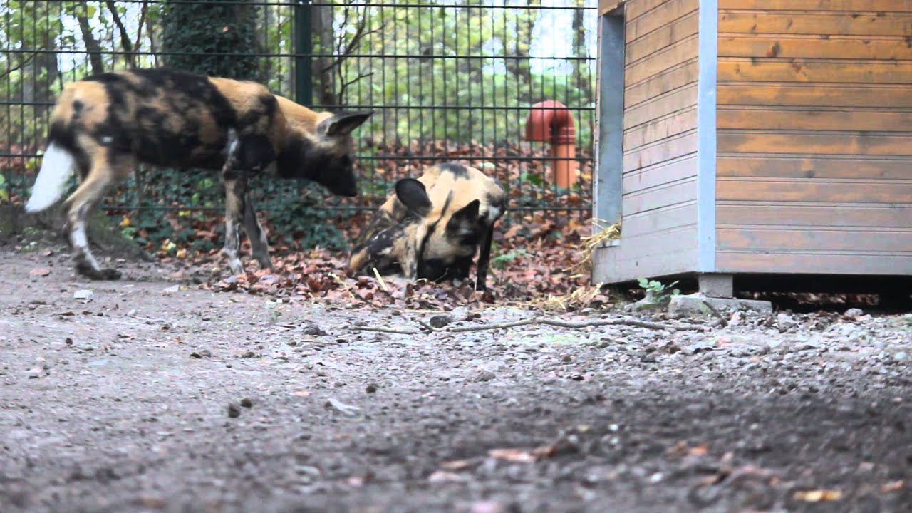 Ynglesucces hos den afrikanske vildhund