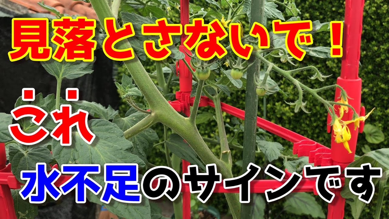 【ミニトマト】プランターで1株1000個収穫するための水管理。必ずこれに気を付けて下さい　【家庭菜園】