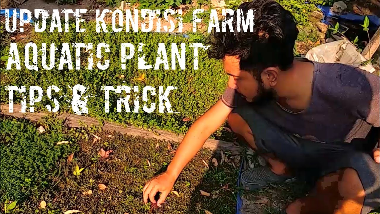 Budidaya Tanaman Aquascape | My Aquatic Farm