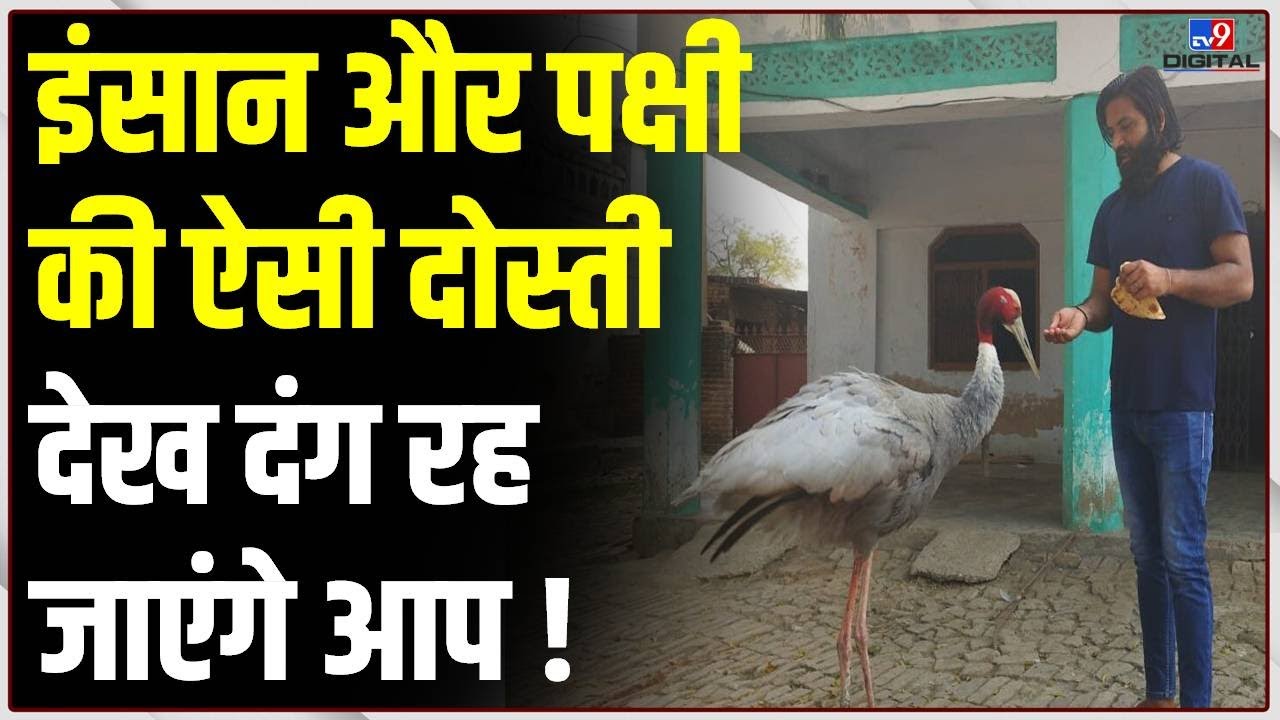 UP: इंसान और पक्षी की ऐसी दोस्ती देख दंग रह जाएंगे आप ! | Amethi | Arif | Saras Bird | Viral | #TV9D