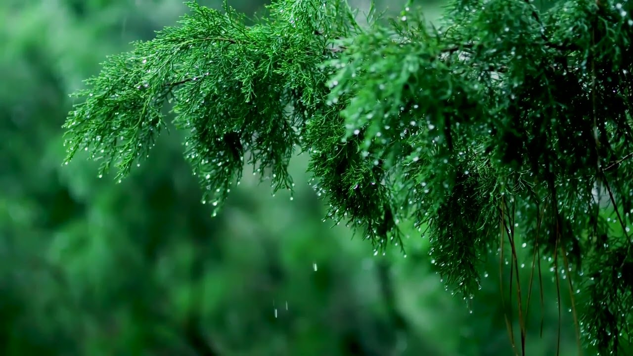 Sleep, Study or Focus with Rain Sounds in The Woods White Noise | 12 Hours