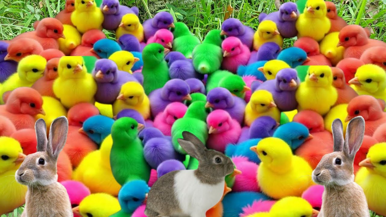 MENANGKAP AYAM RAINBOW BAR BAR,BEBEK LUCU AYAM PELANGI DAN KELINCI IMUT TERBARU!!