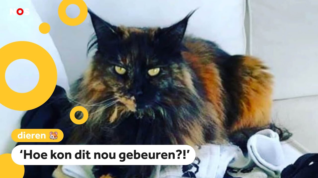 Oeps: Vergeten kat in bagageruimte vliegt weer terug