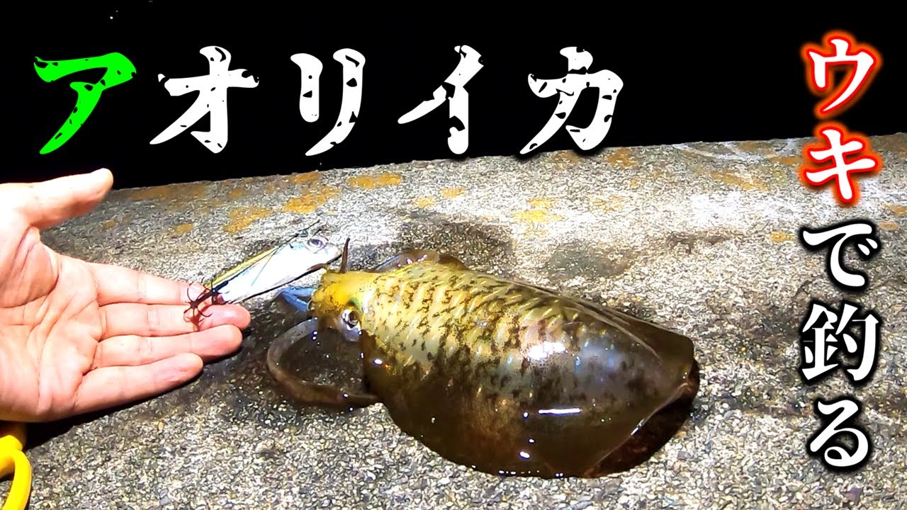 初心者必見！この釣りに難しい技術は要りません　　#イカのウキ釣り　＃212