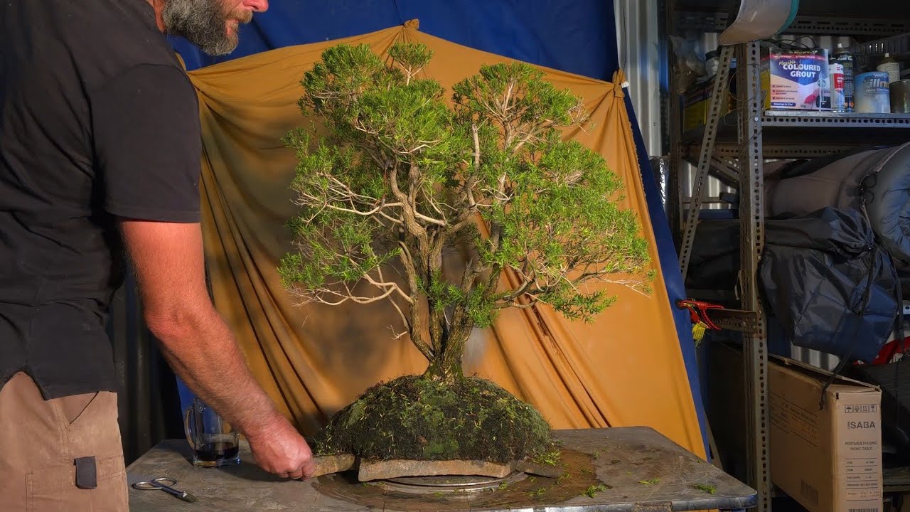 The art of Melaleuca Bonsai, achieving a natural style
