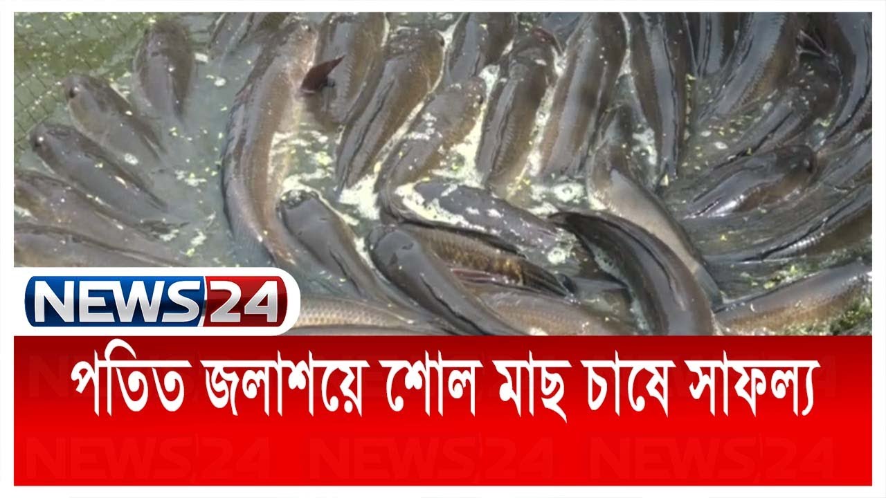 খুলনার ডুমুরিয়ায় পতিত জলাশয়ে শোল মাছ চাষে সাফল্য News24