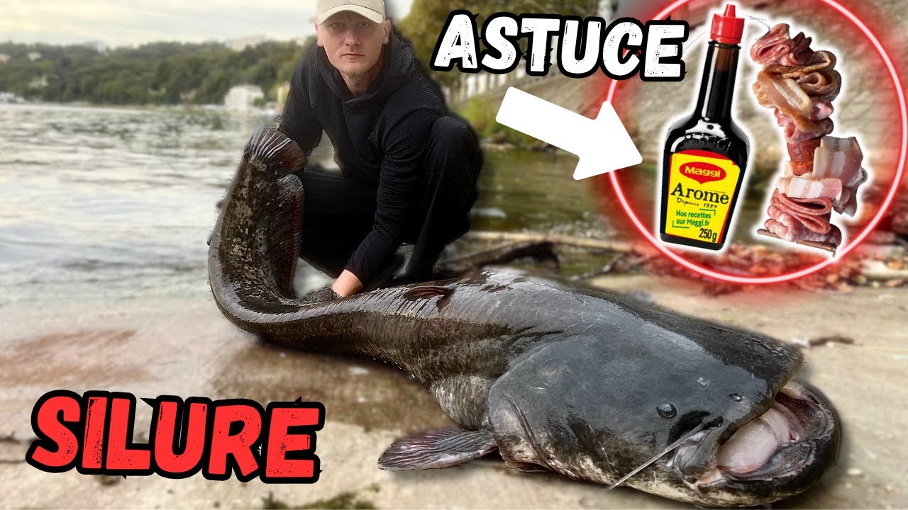 LA TECHNIQUE LYONNAISE POUR PÊCHER UN GROS SILURE ! (Sauce Maggi et Charcuterie)