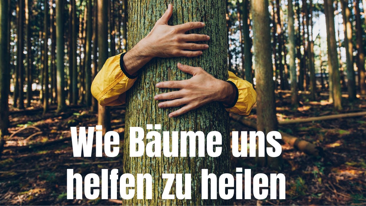 DU wirst überrascht sein, wie Bäume uns helfen zu heilen!
