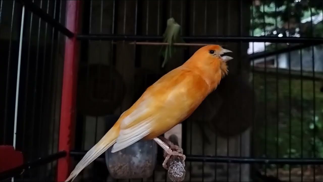 Train Your Baby Canary to Sing Fast - Your Baby Canary Will Love It