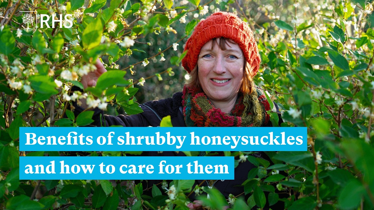Why you need a shrubby honeysuckle in your garden | The RHS