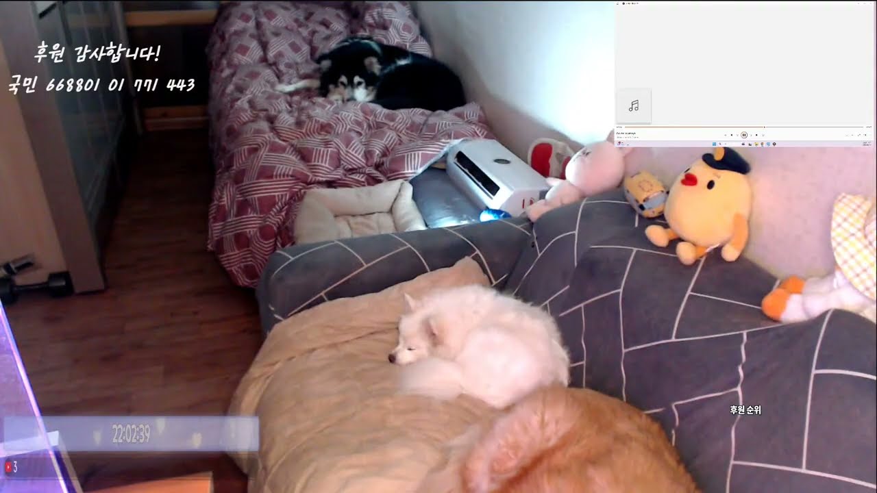 S. Korea 9 Dogs LIVE #반려견 #대형견 가족  260302