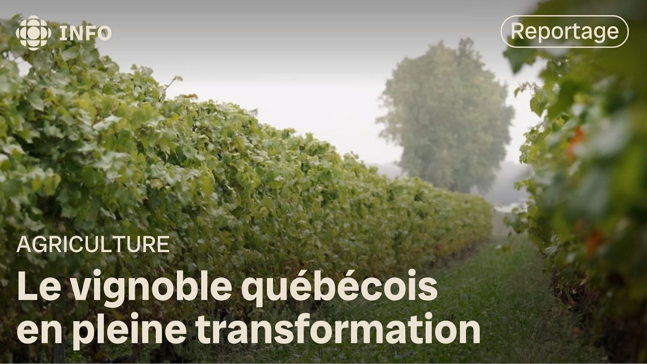 Le dilemme climatique des vignerons québécois | La semaine verte