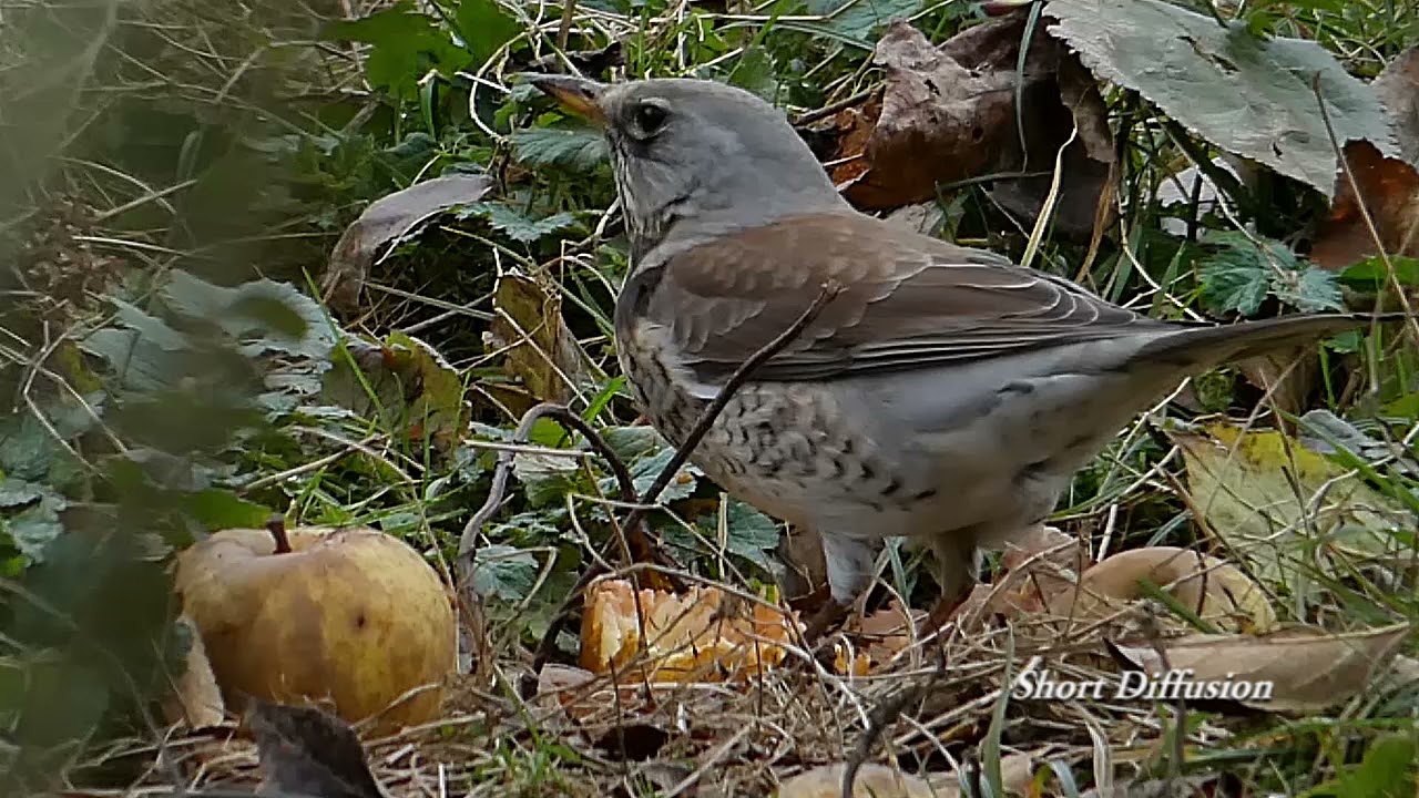 Grive Litorne , un retour timide
