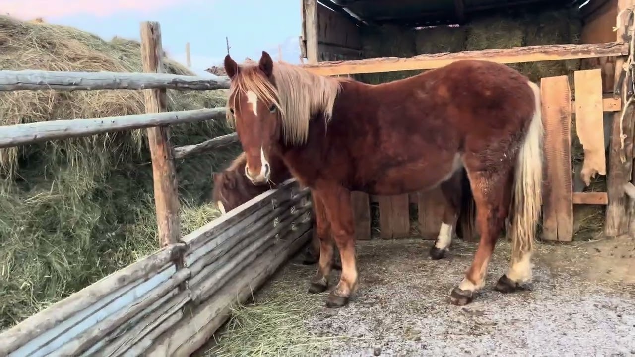 #жеребята 2024-2025 года #алтай #деревня #horse 
