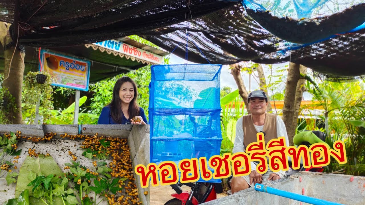 เลี้ยงหอยเชอรี่สีทอง เริ่มต้นหลักพันง่ายๆ ขยายได้นับหมื่นตัว