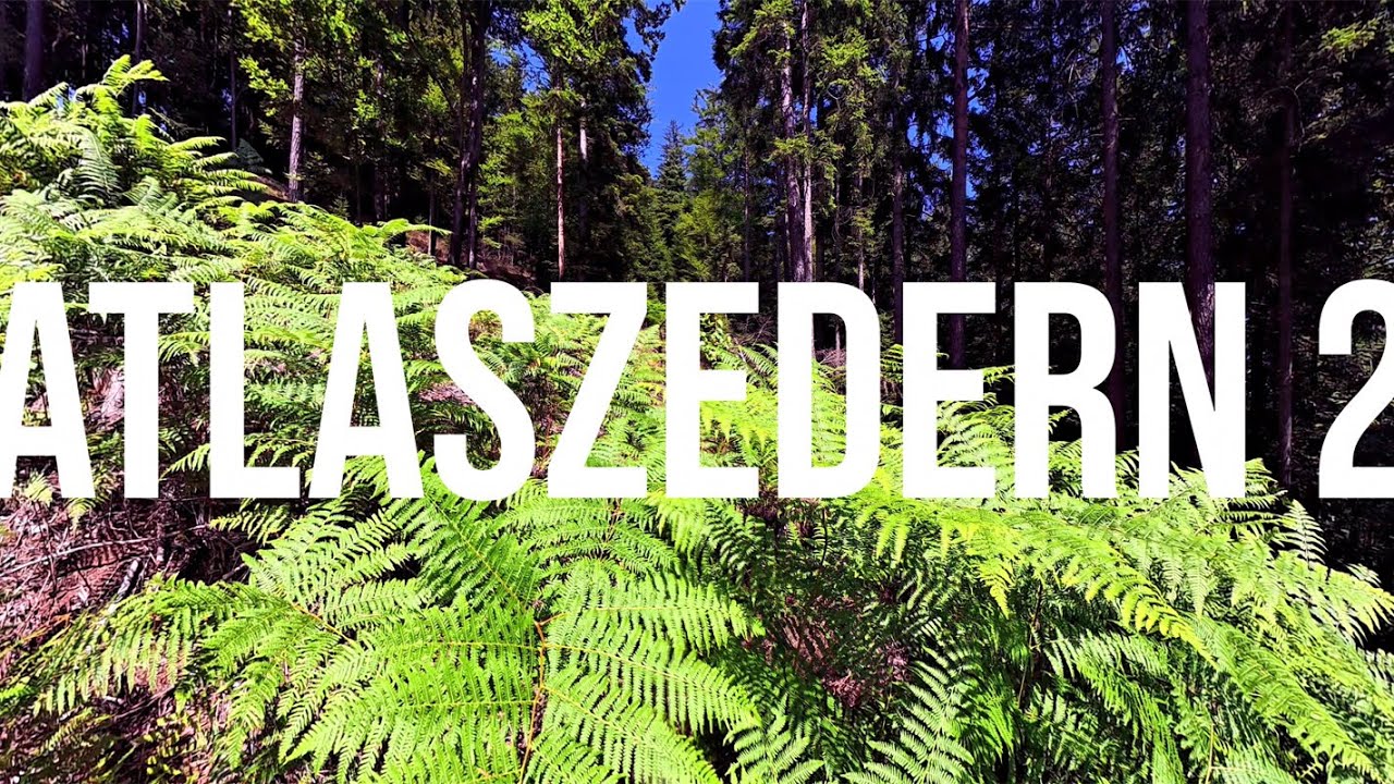Mit Atlaszedern aufforsten