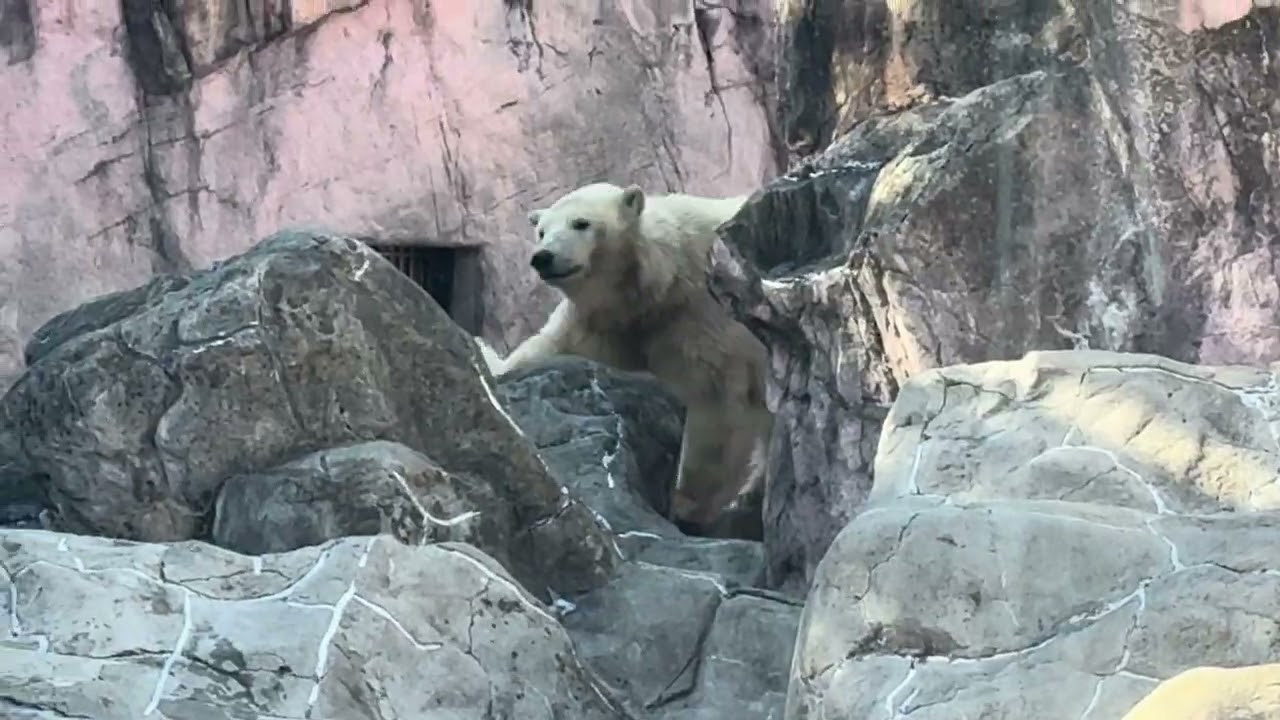 八木山動物公園   ホッキョクグマ   🐻‍❄️うみ  🐻‍❄️そら  🐻‍❄️ポーラ
