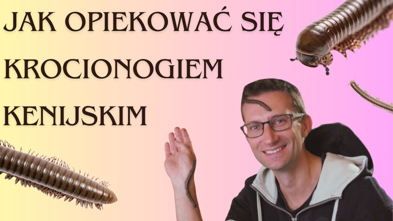 Wielonożny obywatel Kenii, który nigdy w niej nie był - jak opiekować się krocionogiem kenijskim?