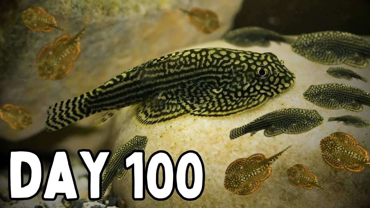 Breeding Hillstream Loaches - How Many in 100 Days?