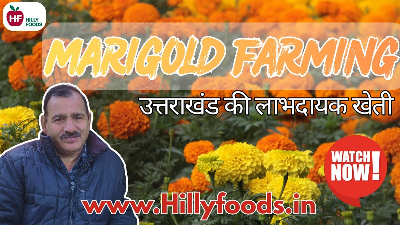 Marigold Farming | गेंदे की खेती | Easy & Profitable Flower Farming | Uttarakhand &Himachal Pradesh