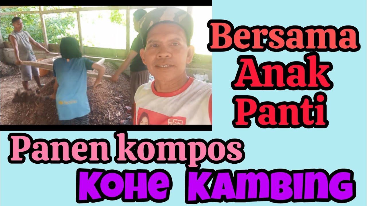 Panen kompos kohe kambing 