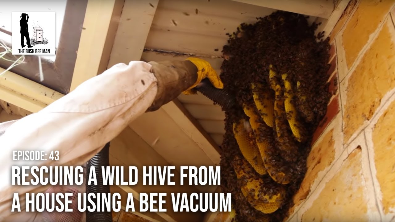 Rescuing a Wild Hive from a House using a Bee Vacuum - The Bush Bee Man