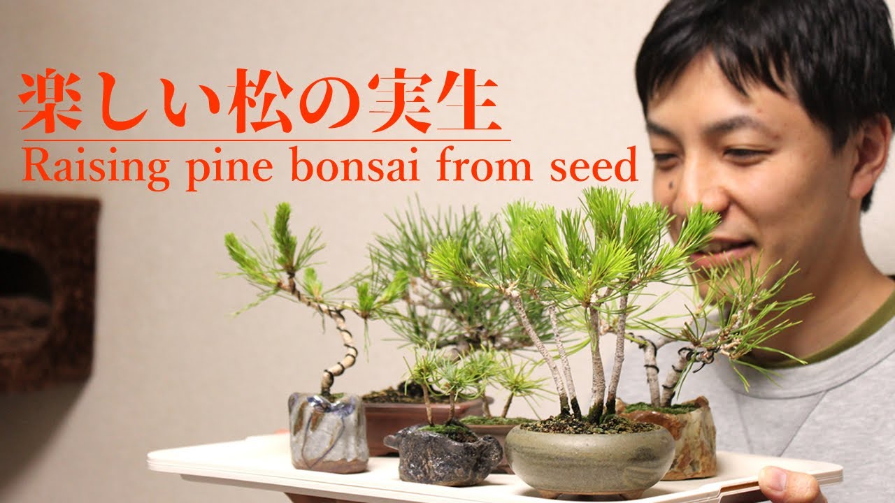 楽しい松の実生【盆栽】-The process of raising pine bonsai from seed-