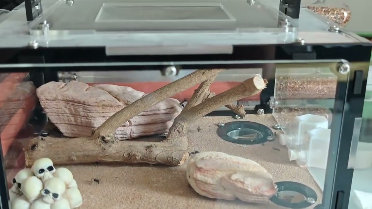 Homemade ant nest 
