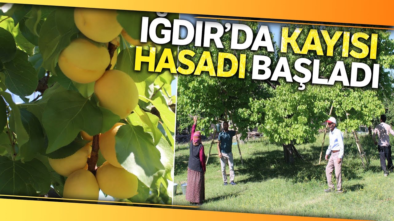 Iğdır’ın Sembolü Kayısıda Hasat Dönemi Başladı