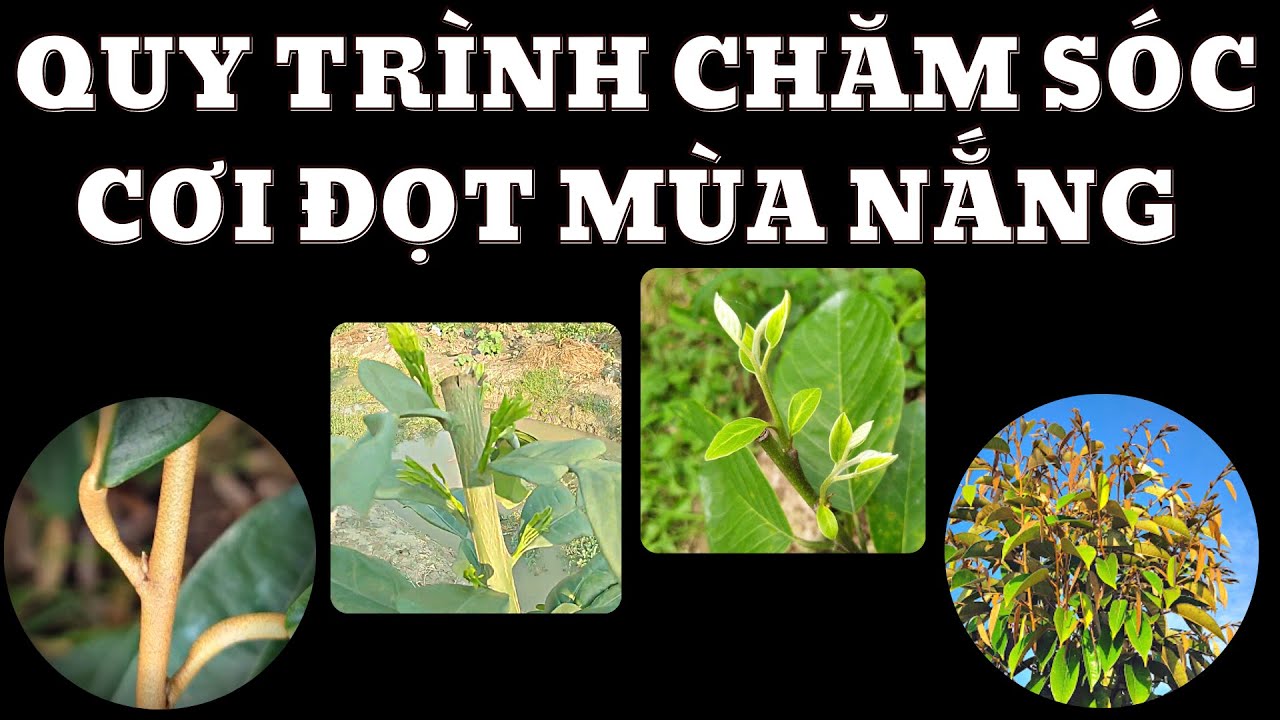 Kỹ thuật phát triển cơi đọt mùa nắng | Quy trình tạo và phát triển cơi đọt mùa nắng của Mekongagri