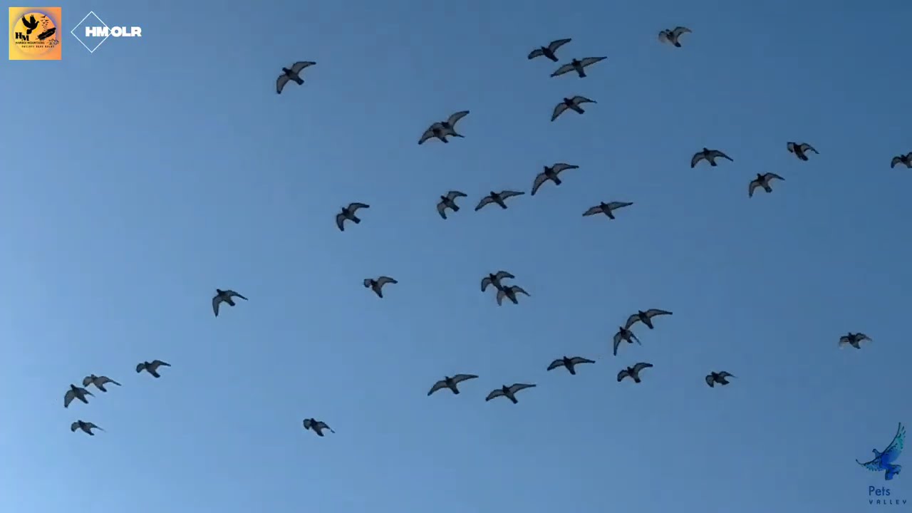 Video Of First Race | Harboi Mountains One Loft Race | Racing Pigeons | Pigeon Videos